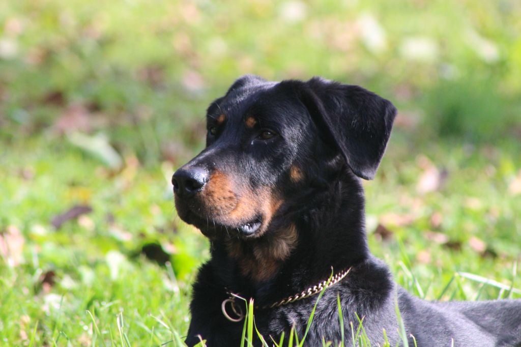 Vicomte (Sans Affixe)