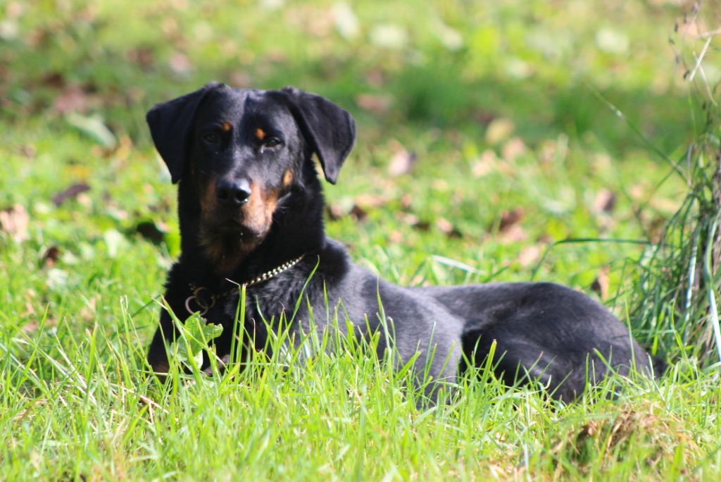 Vicomte (Sans Affixe)