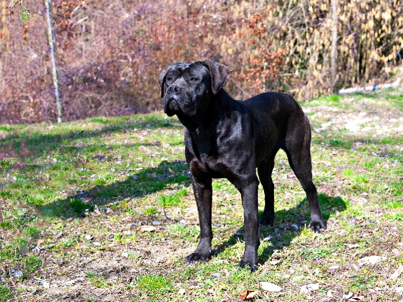 Enyo de Genevayse