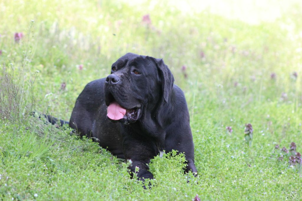 Orka de Genevayse