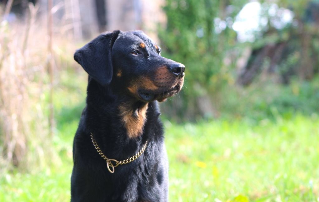 Vicomte (Sans Affixe)