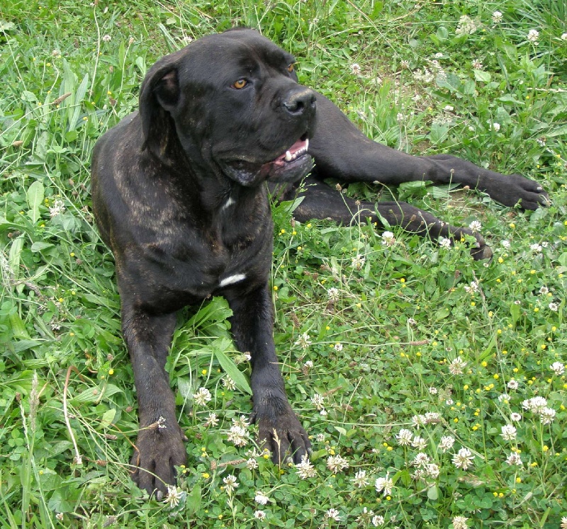 Publication : de Genevayse Auteur : Sandra DELAMARRE