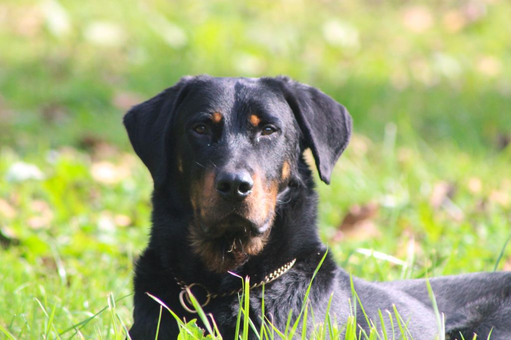 Vicomte (Sans Affixe)