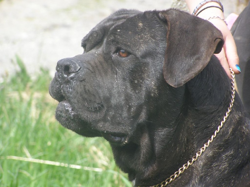 Enyo de Genevayse