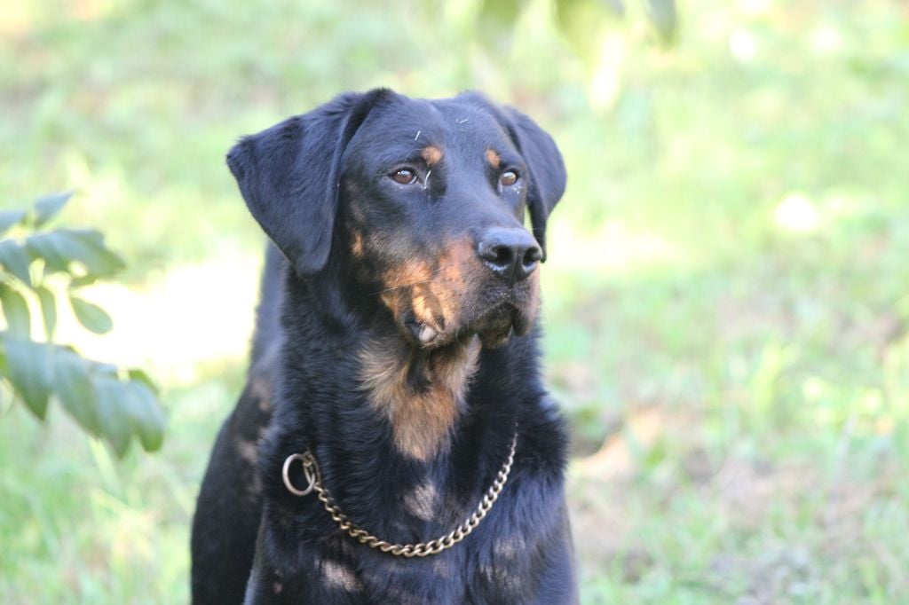 Vicomte (Sans Affixe)