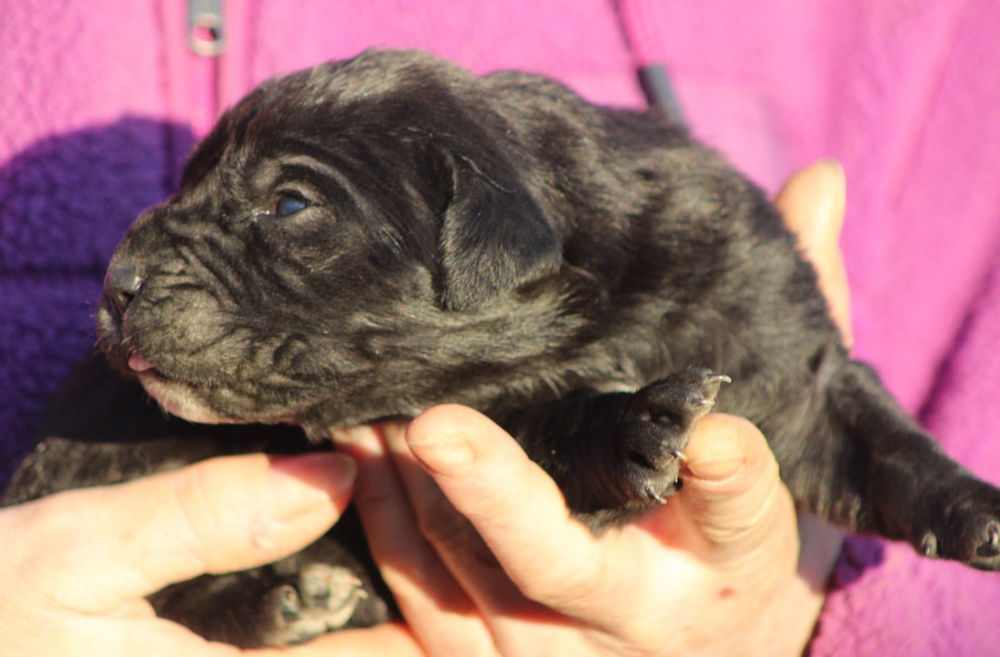 CHIOT 1 femelle noire