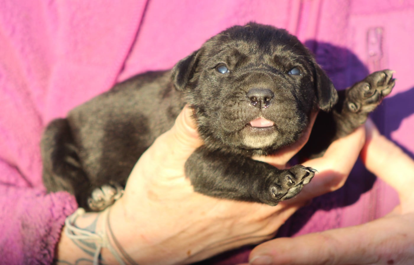 CHIOT 1 femelle noire