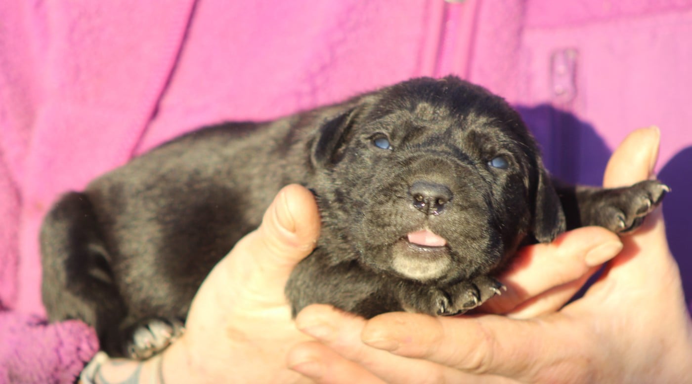 CHIOT 1 femelle noire