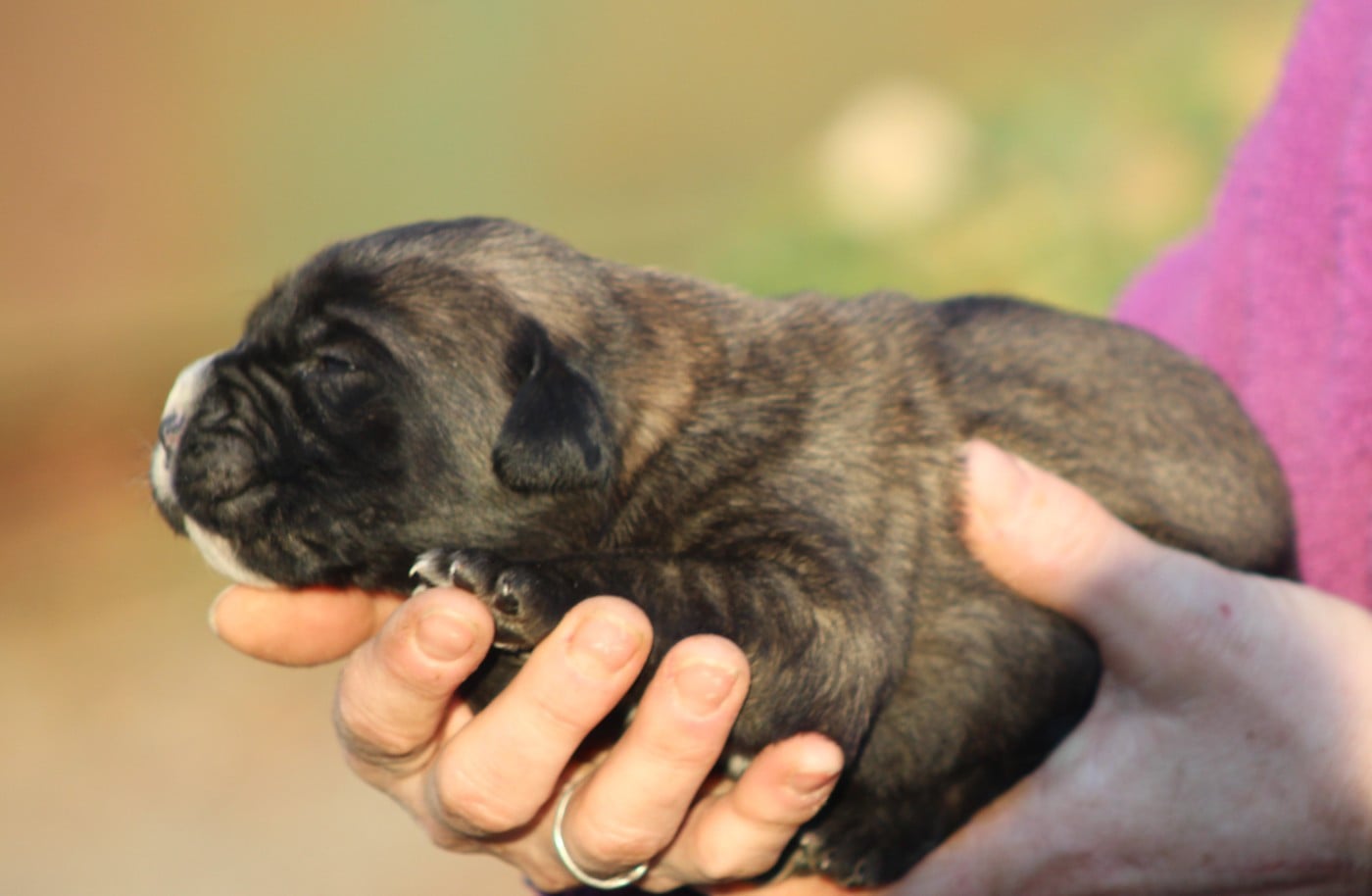 CHIOT 3 femelle fauve M noir