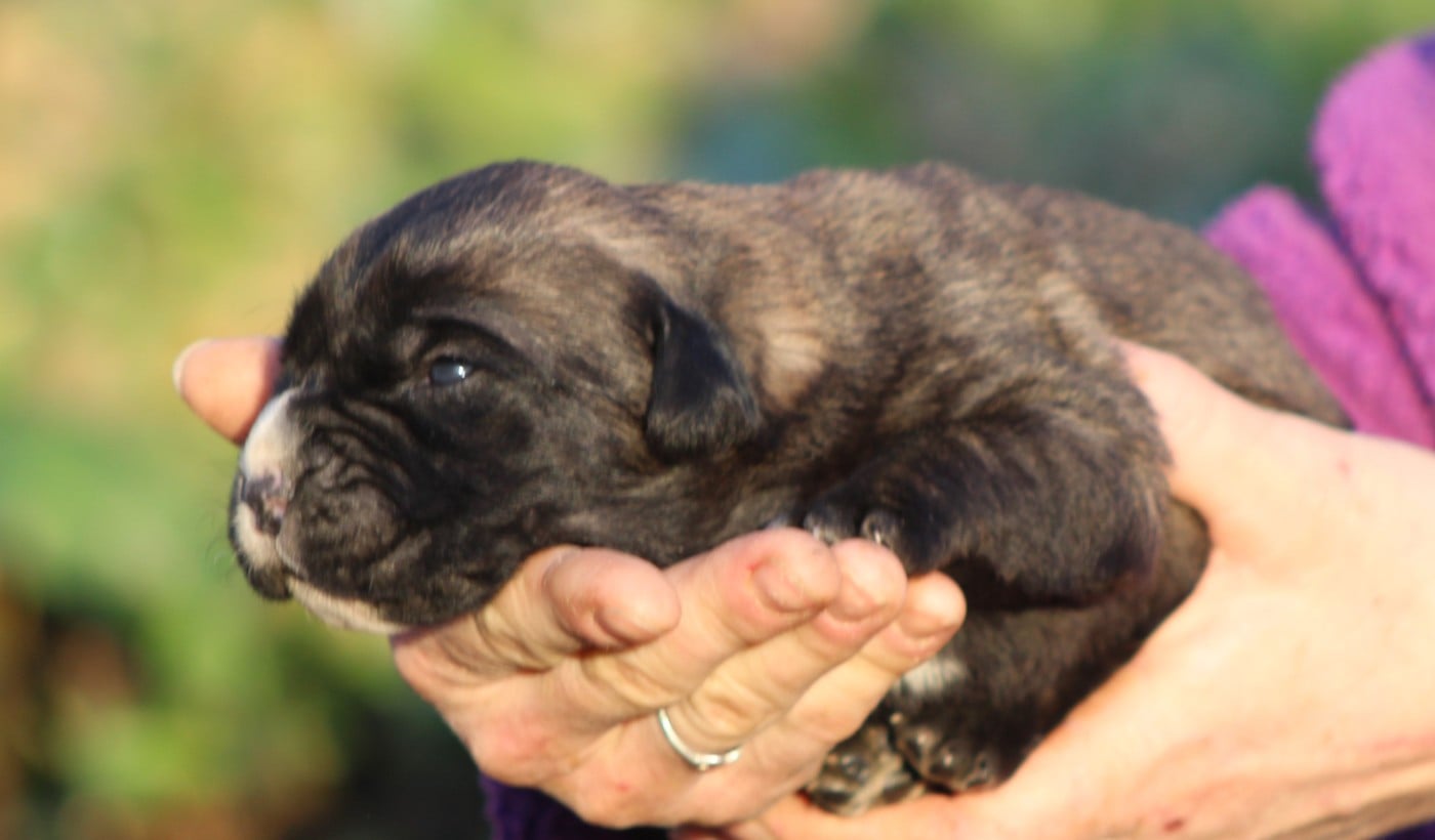 CHIOT 3 femelle fauve M noir