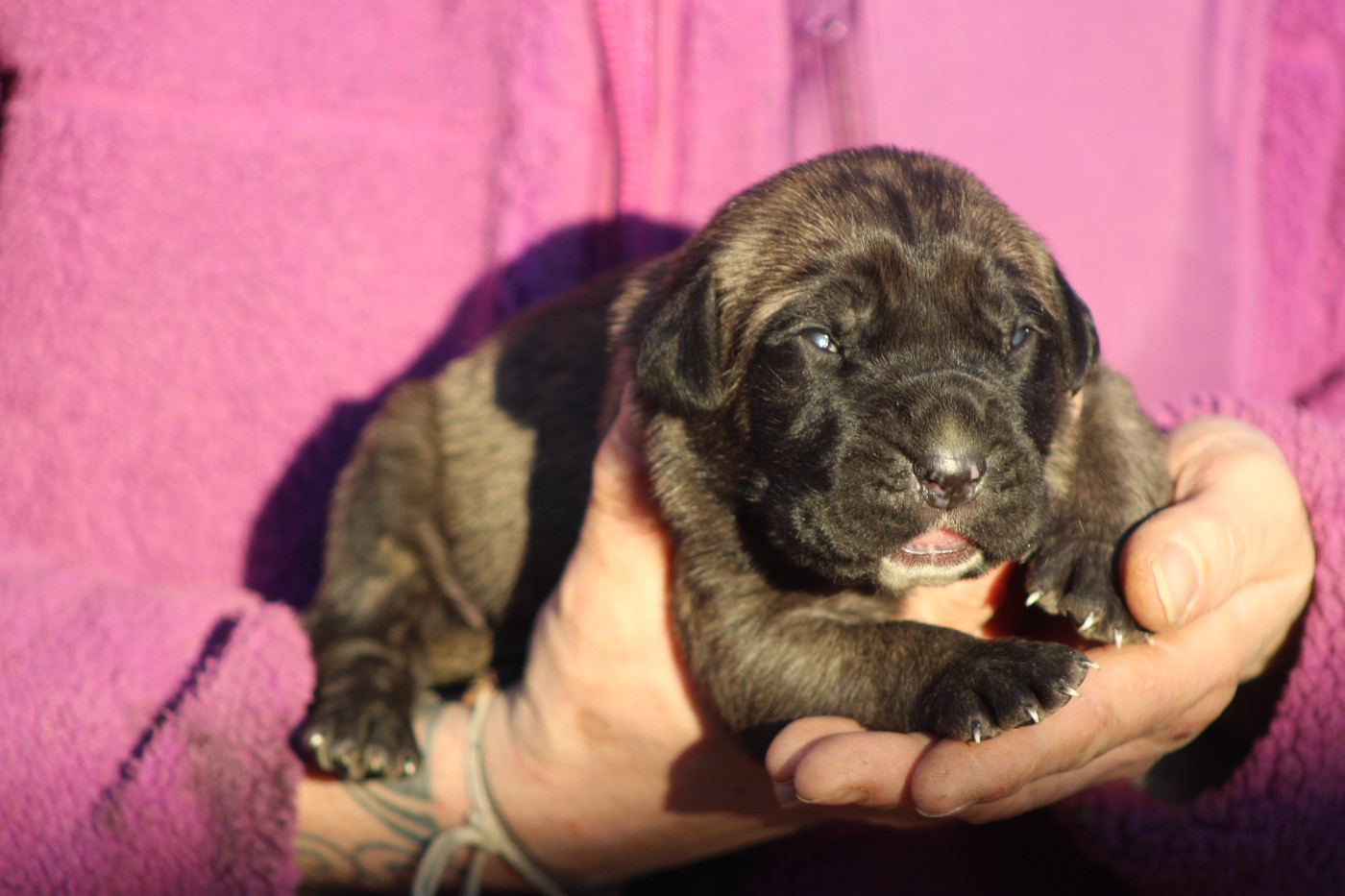 CHIOT 6 mâle fauve M noir