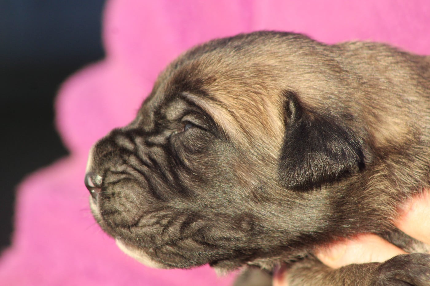 CHIOT 6 mâle fauve M noir