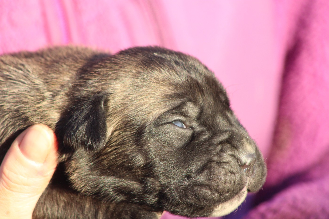 CHIOT 7 mâle fauve M noir