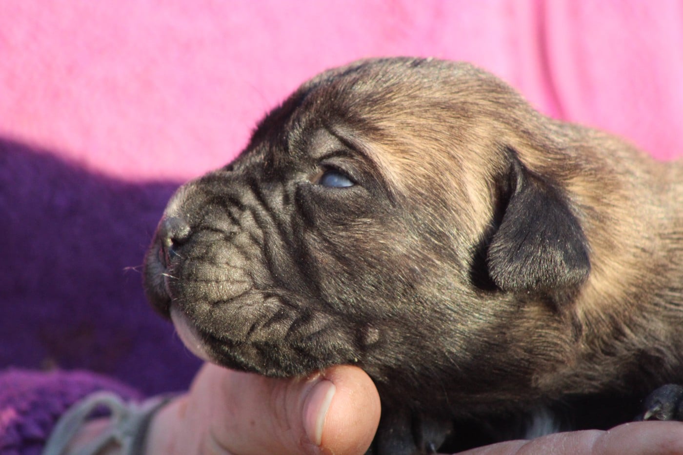 CHIOT 7 mâle fauve M noir