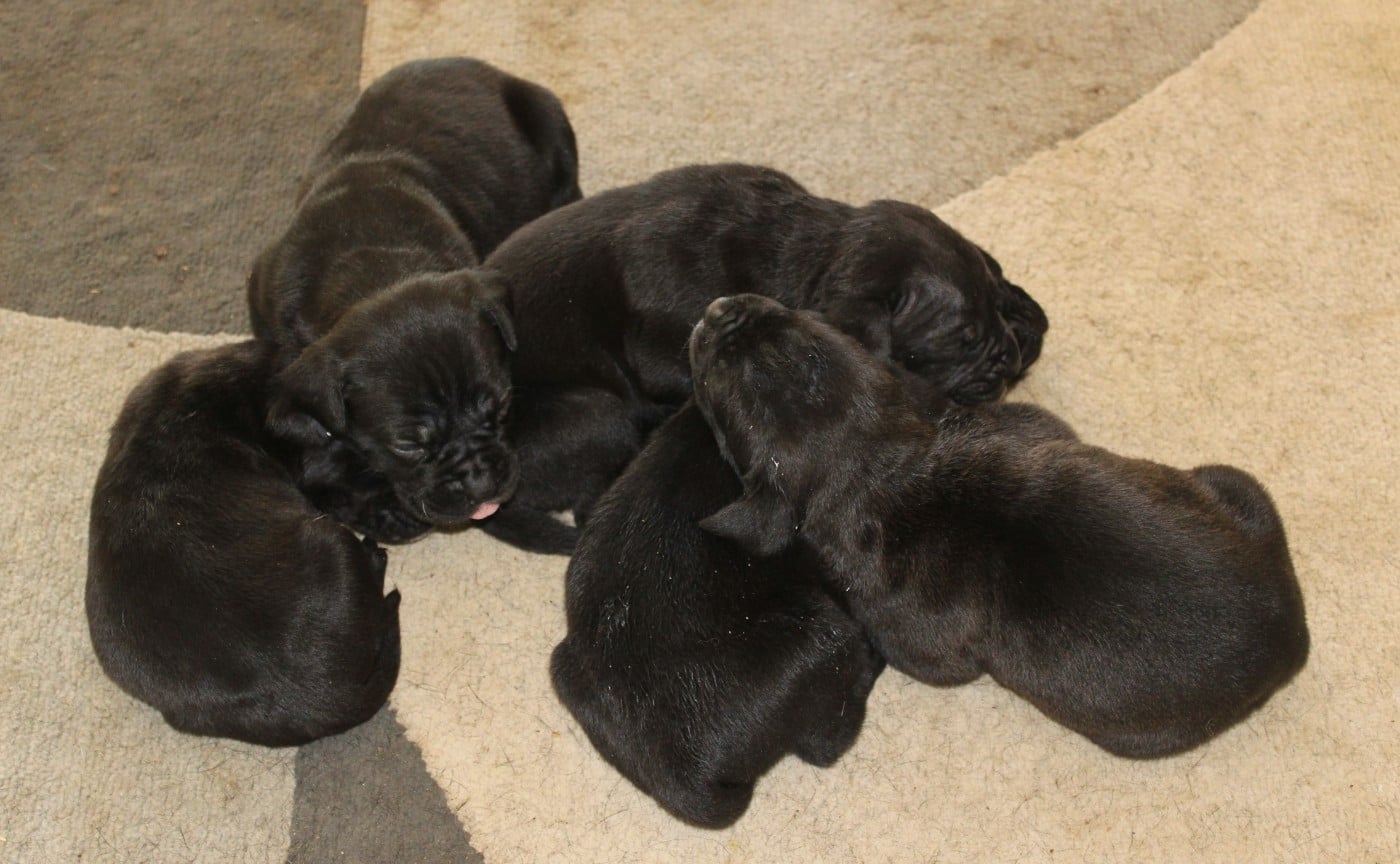 Cane Corso - de Genevayse