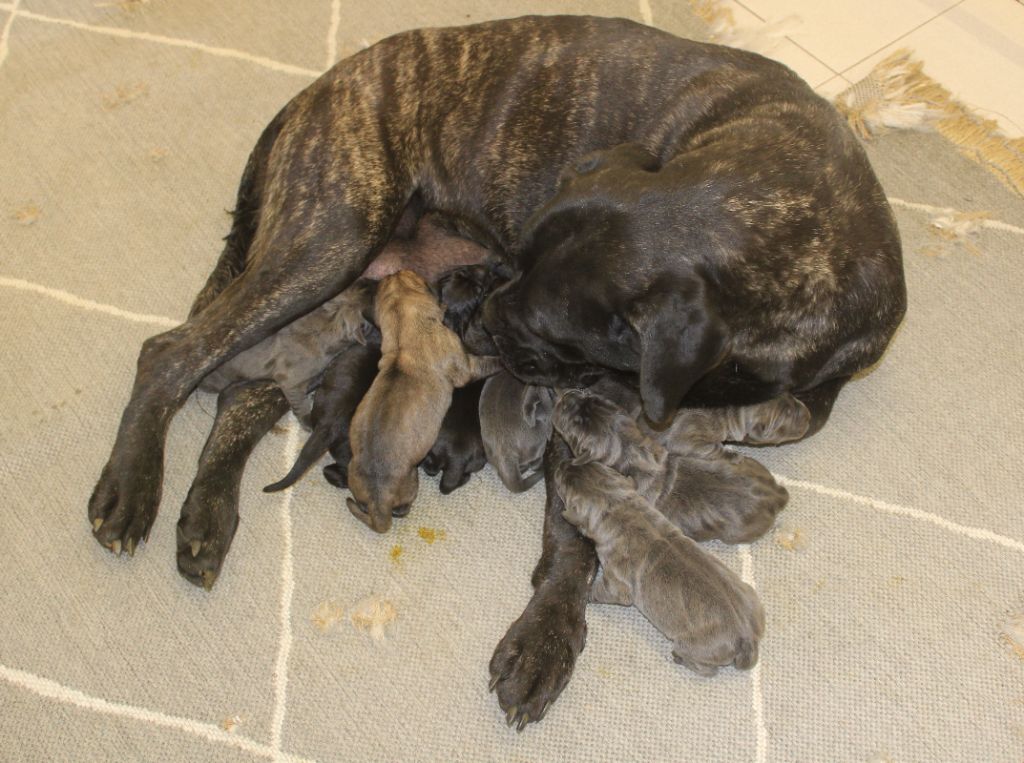 Cane Corso - de Genevayse