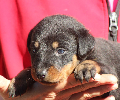 Les chiots de Berger de Beauce