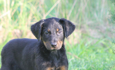 Les chiots de Berger de Beauce