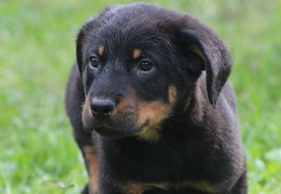Les chiots de Berger de Beauce