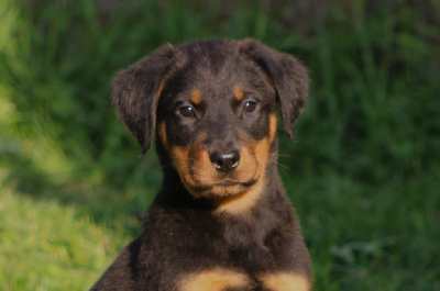 Les chiots de Berger de Beauce