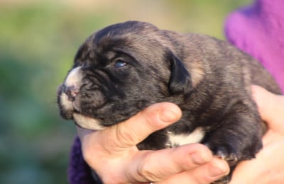 Les chiots de Cane Corso