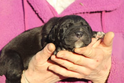 Les chiots de Cane Corso