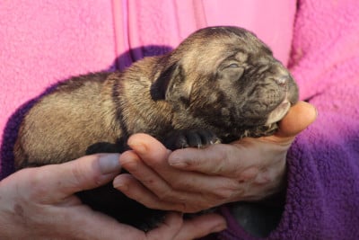 Les chiots de Cane Corso