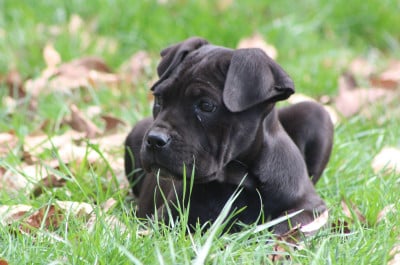 Les chiots de Cane Corso