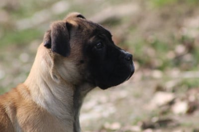 Les chiots de Cane Corso