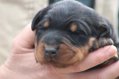 Les chiots de Berger de Beauce