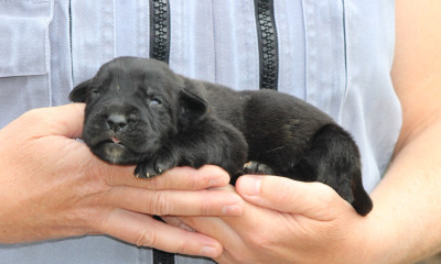 Les chiots de Cane Corso