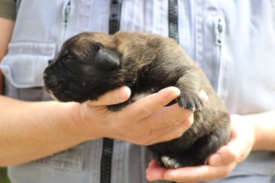 Les chiots de Cane Corso