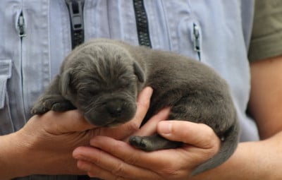 Les chiots de Cane Corso