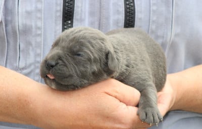 Les chiots de Cane Corso