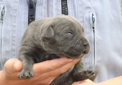Les chiots de Cane Corso