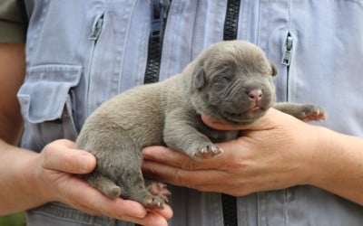 Les chiots de Cane Corso