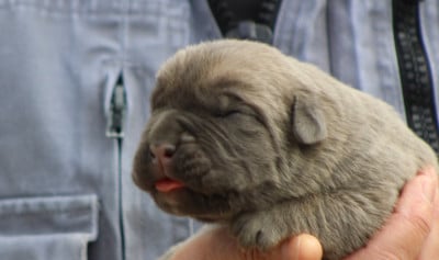 Les chiots de Cane Corso