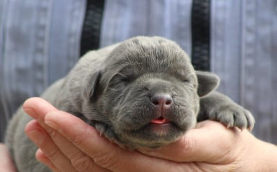 Les chiots de Cane Corso