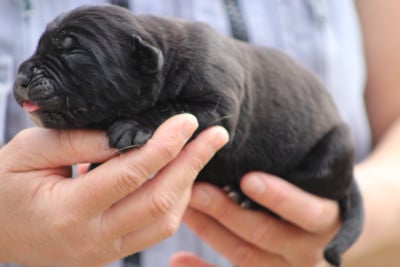 Les chiots de Cane Corso