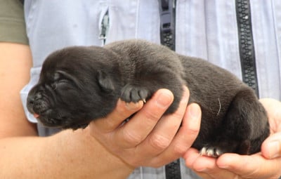 Les chiots de Cane Corso