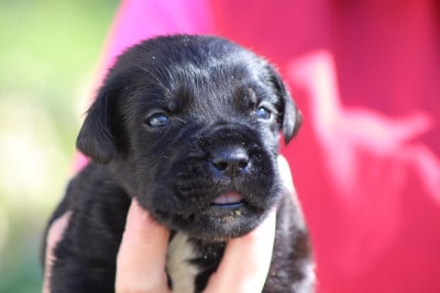 Les chiots de Cane Corso