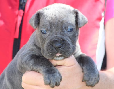 Les chiots de Cane Corso