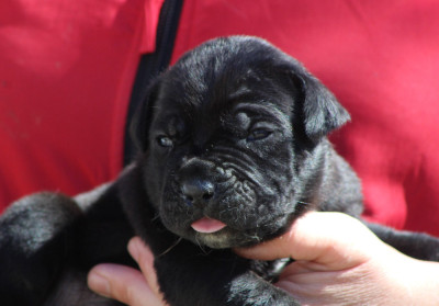 Les chiots de Cane Corso