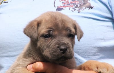 Les chiots de Cane Corso