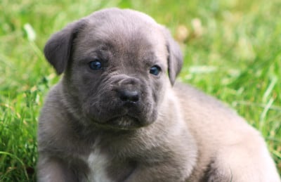 Les chiots de Cane Corso