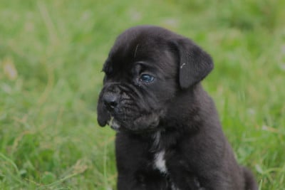 Les chiots de Cane Corso