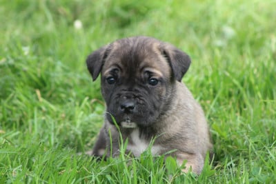 Les chiots de Cane Corso