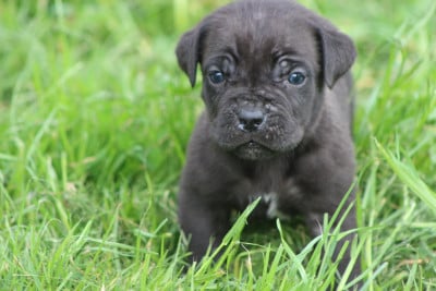 Les chiots de Cane Corso