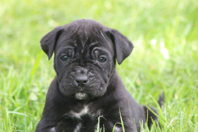 Les chiots de Cane Corso