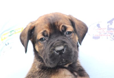 Les chiots de Cane Corso